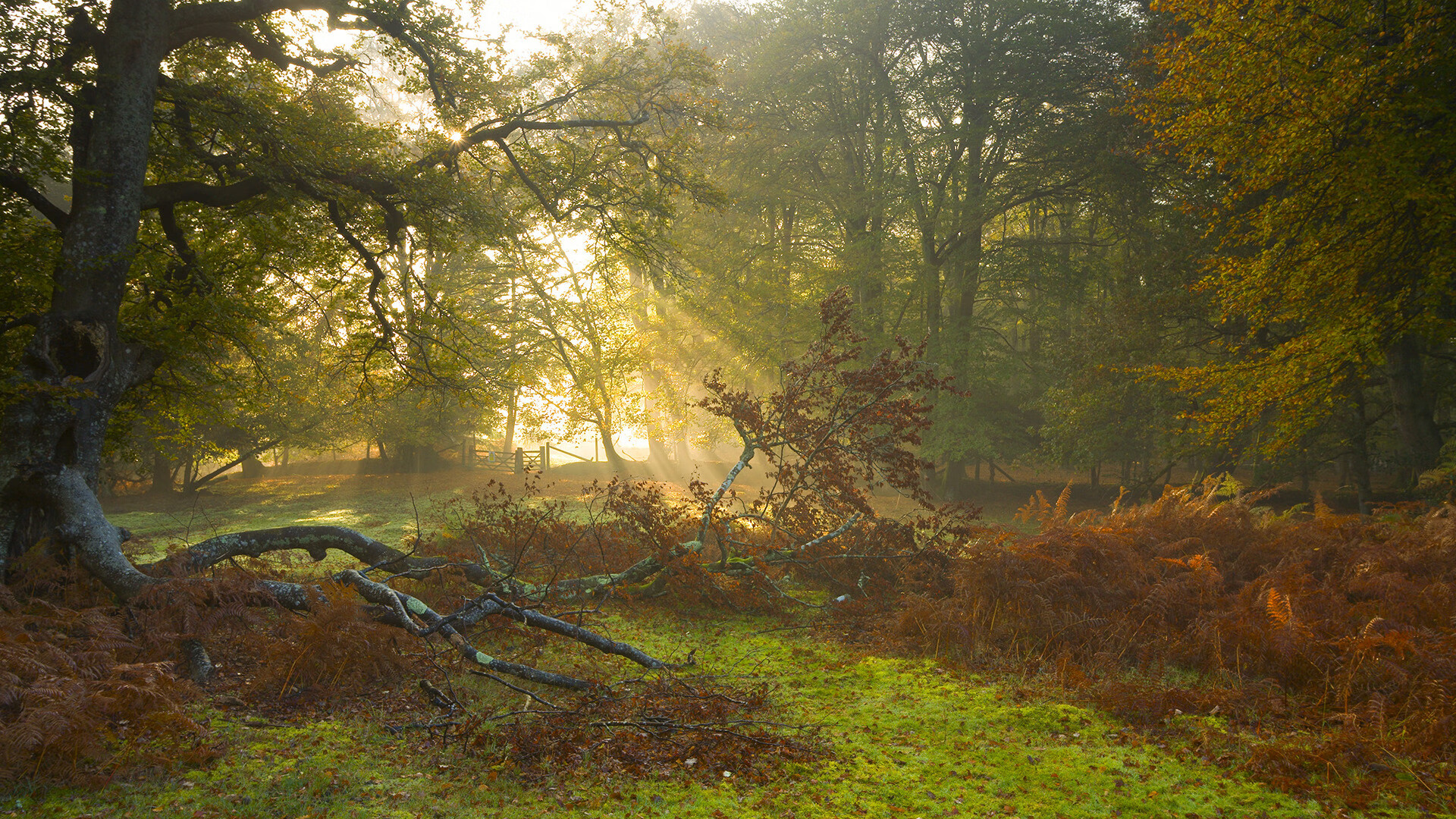 绝杀致敬传奇!贝恩完美风暴助公牛终结悬念