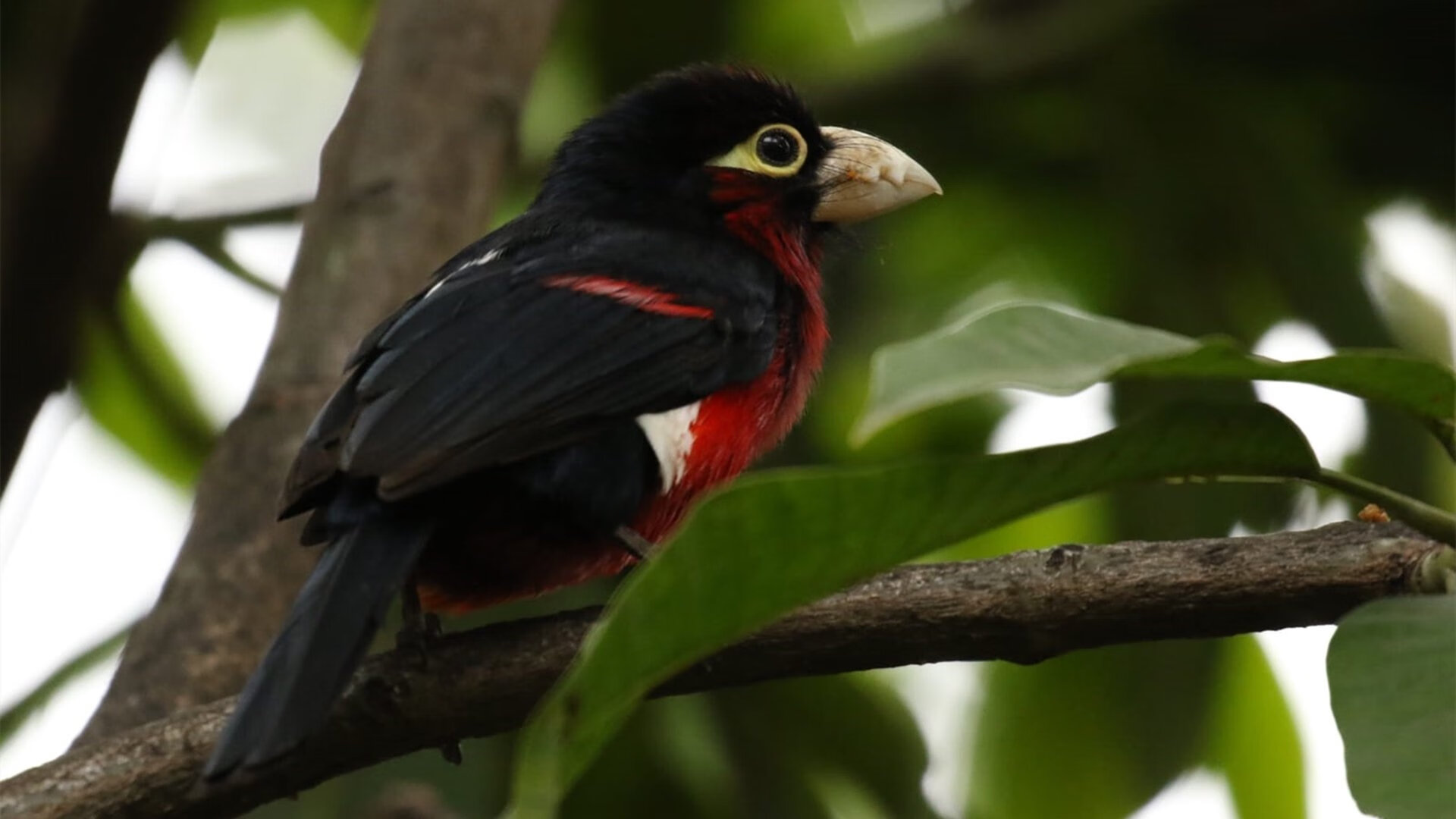 当绿茵狂飙席卷金州,黄喜灿的跨界总决赛之夜