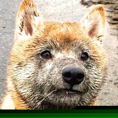 欧冠半决赛之夜,穆勒持续制造杀伤的艺术