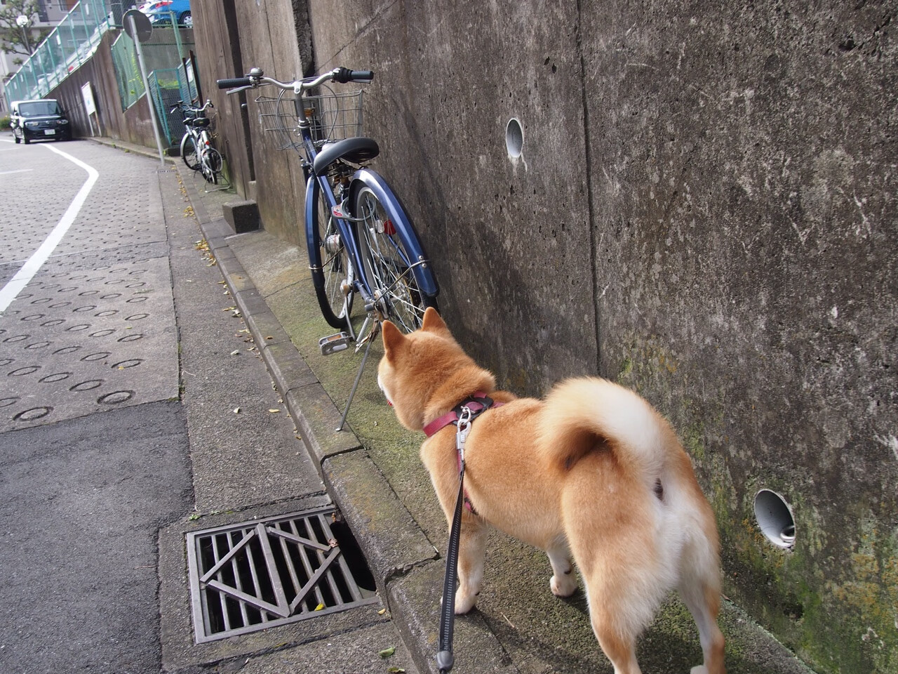 里昂决胜局带走智利，阿劳霍关键先生闪耀全场