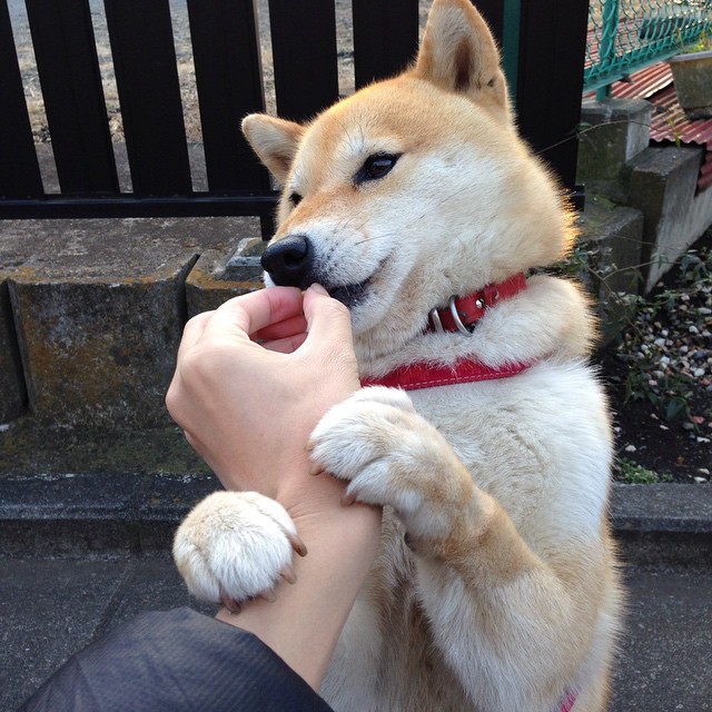 巴雷拉爆发唤醒蓝衣之魂,里昂强刃终结葡萄牙黄金黄昏