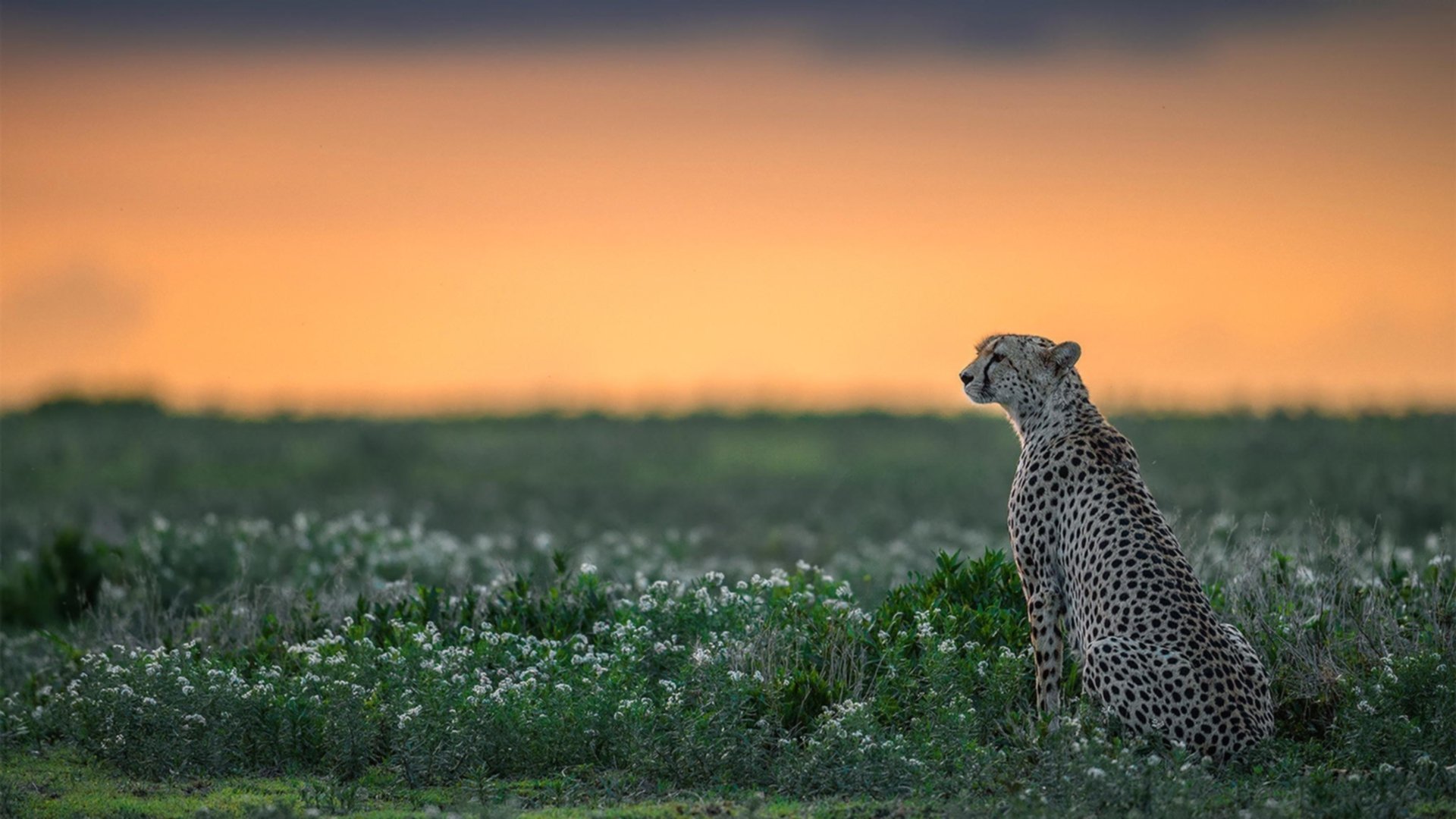 2026世界杯之夜，库里在绿茵场上证明自己的跨界传奇