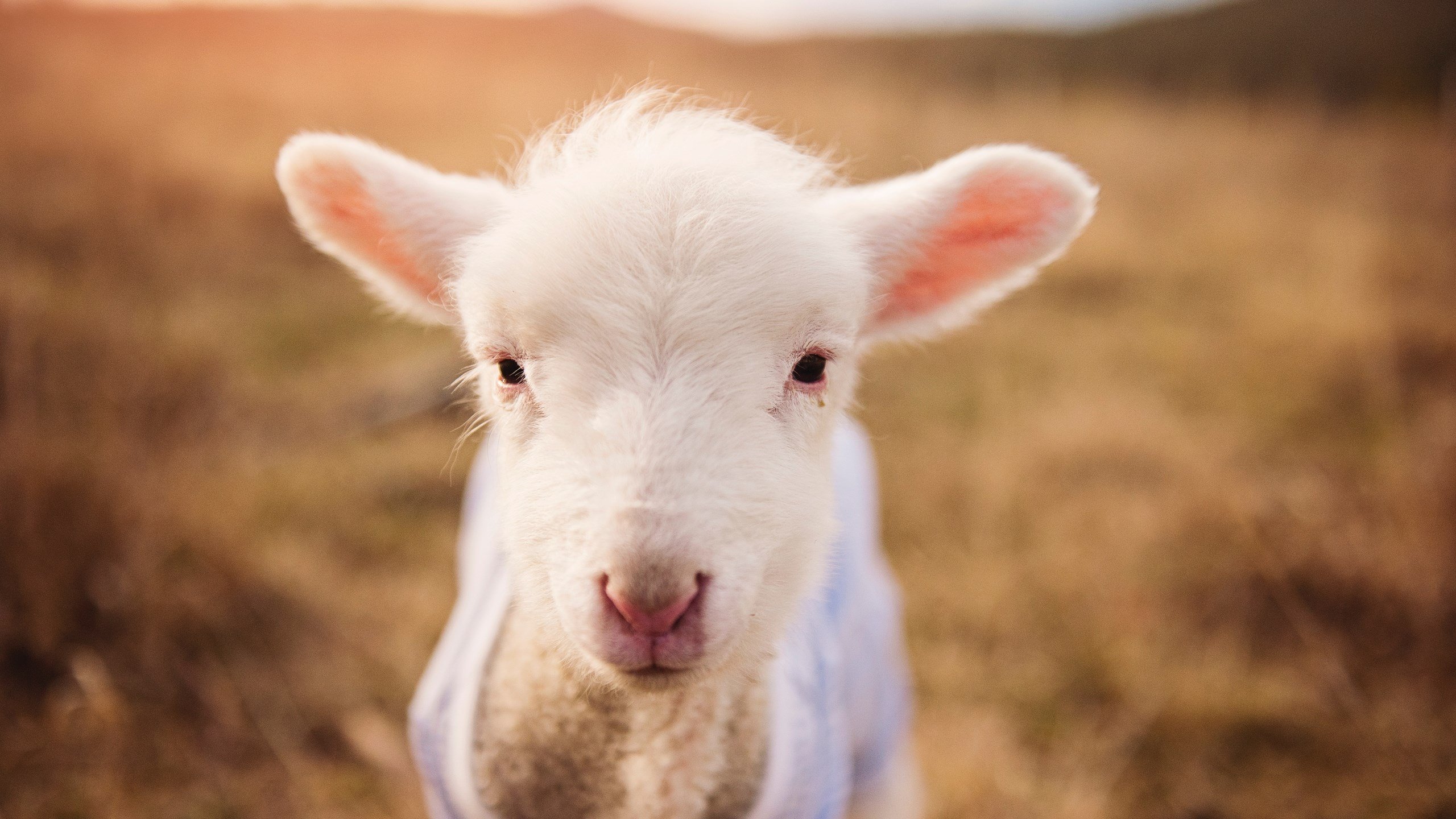 铁壁南非,门迪封神,一场定义现代防守美学的经典之战