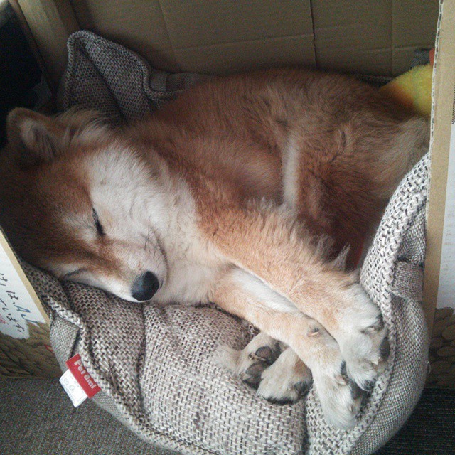 意甲焦点战，南看台怒吼，AC米兰争冠关键战胜出