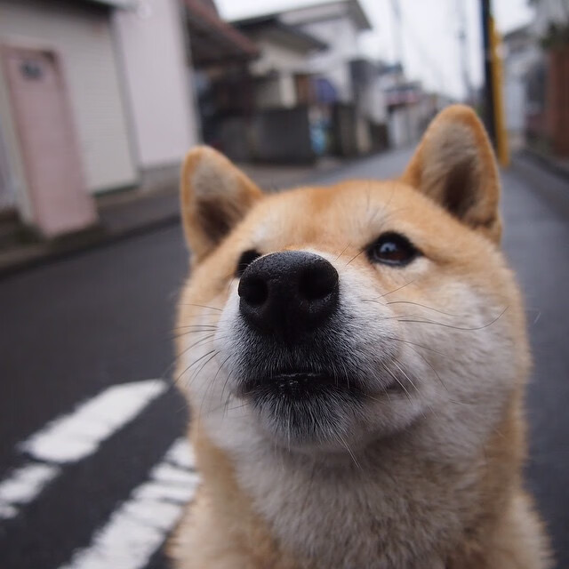 生死战!塔图姆末节19分接管比赛,凯尔特人险胜雄鹿进东决