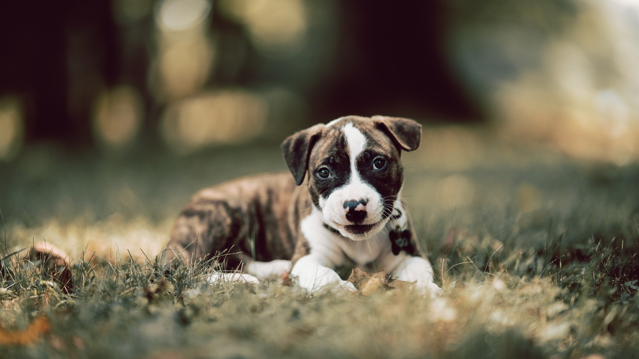 外援浓眉狂轰45+20+8!广厦跨联盟激战力克雄鹿,中国篮球迎来启示之夜