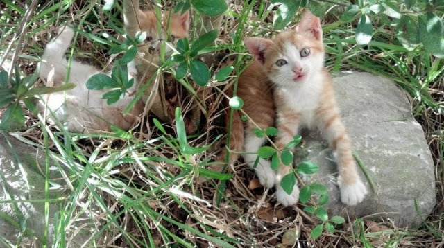欧文37分撕裂防线!凯尔特人窒息防守让马刺仅得89分