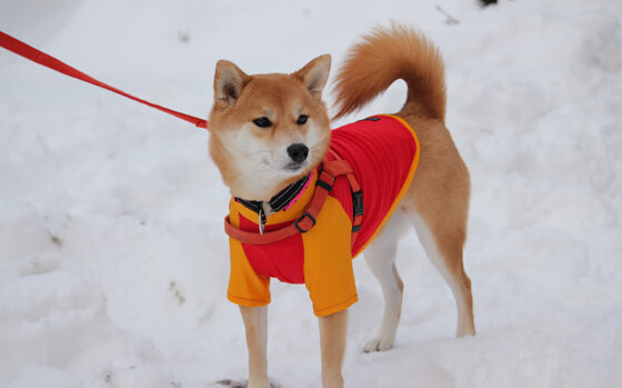 大场面先生与钢铁洪流，绿茵场上的个人英雄与团队铁律