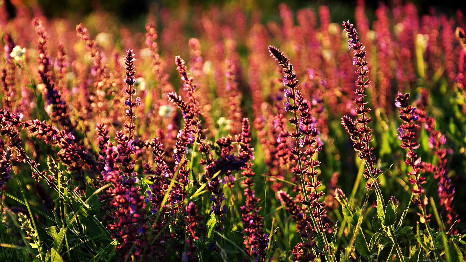 卢卡库爆发背后，莱比锡生死战取胜与来自南非的神秘呼唤