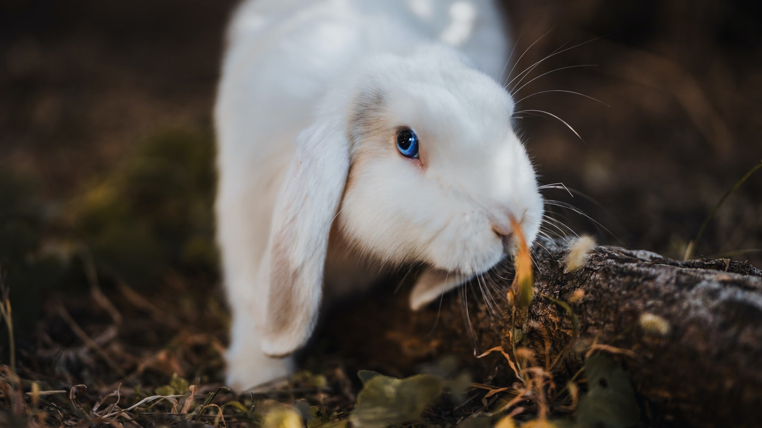 魔术狂胜开拓者，莫兰特东决关键战接管比赛铸就传奇