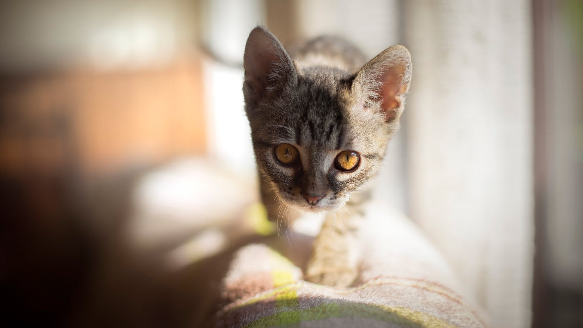 东决关键战焦点战，牙买加碾压比利时的体育启示